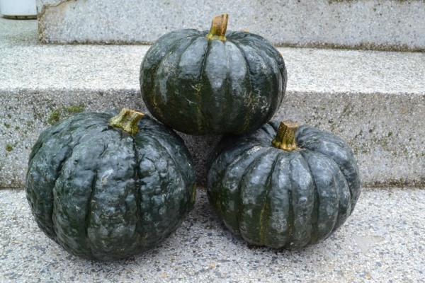 Kabocha