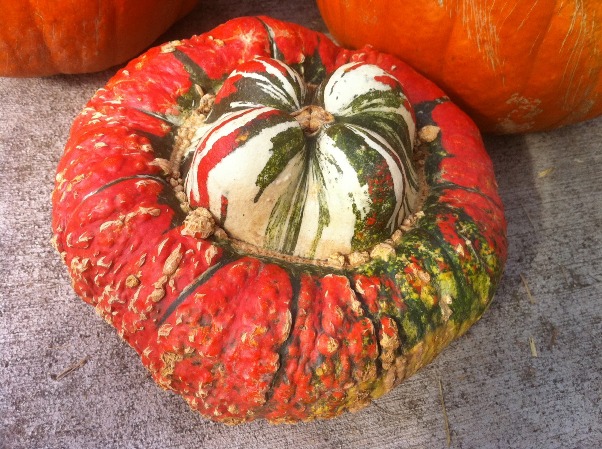 Turkish Turban Squash 1