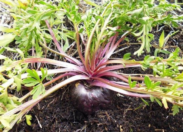 Proizvodnja Zatne make 2