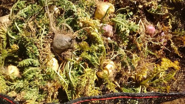 Proizvodnja Zatne make 3