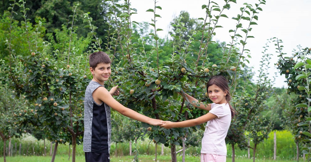 “Zasadi drvo” u oktobru – pomozi da u Srbiji udišemo kvalitetniji vazduh