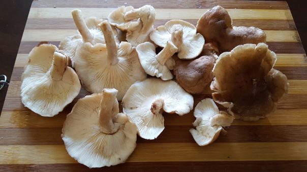 moja pijaca (4)